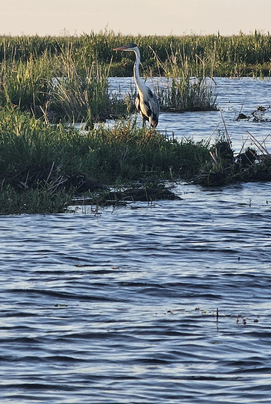 Garza en los esteros de Iberá, Corrientes