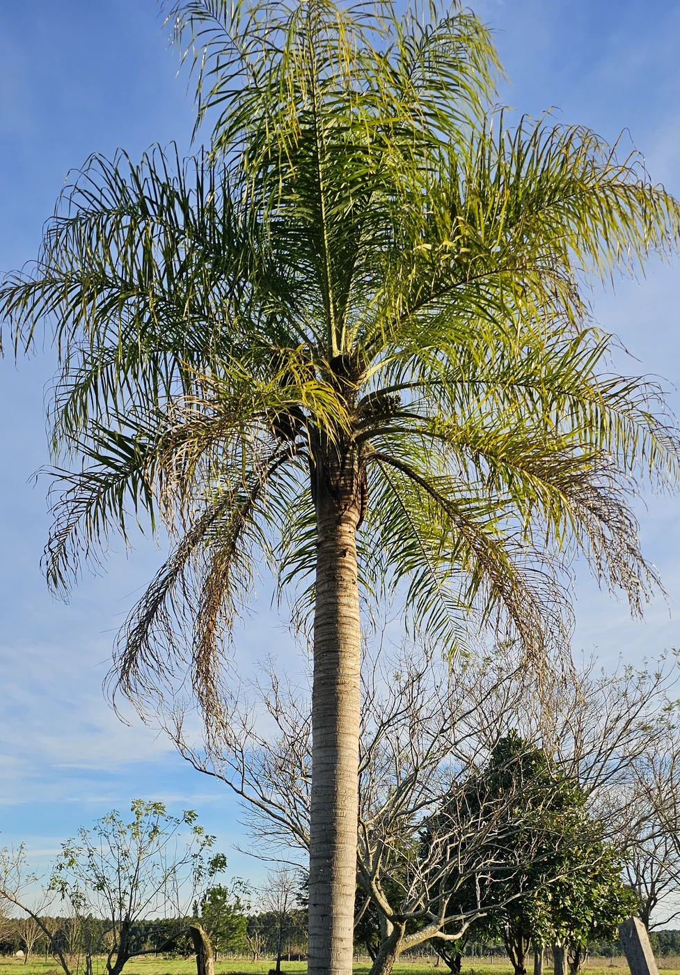 Palmera Mbocayá en Ñandé Raíces